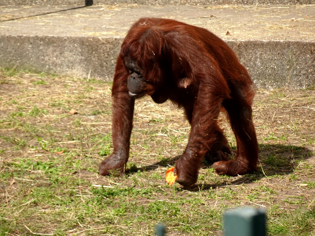 Orangutan at the Ouwehands Dierenpark zoo