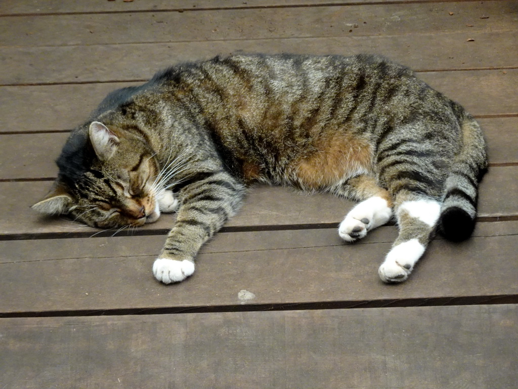 Cat in front of the Urucu building at the Ouwehands Dierenpark zoo