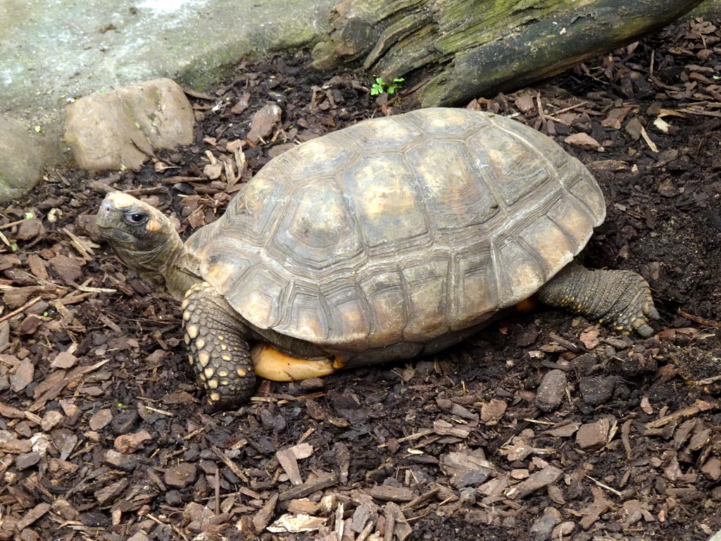 Turtle at the Urucu building at the Ouwehands Dierenpark zoo