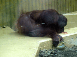 Mother and Young Orangutan at the Orihuis building at the Ouwehands Dierenpark zoo