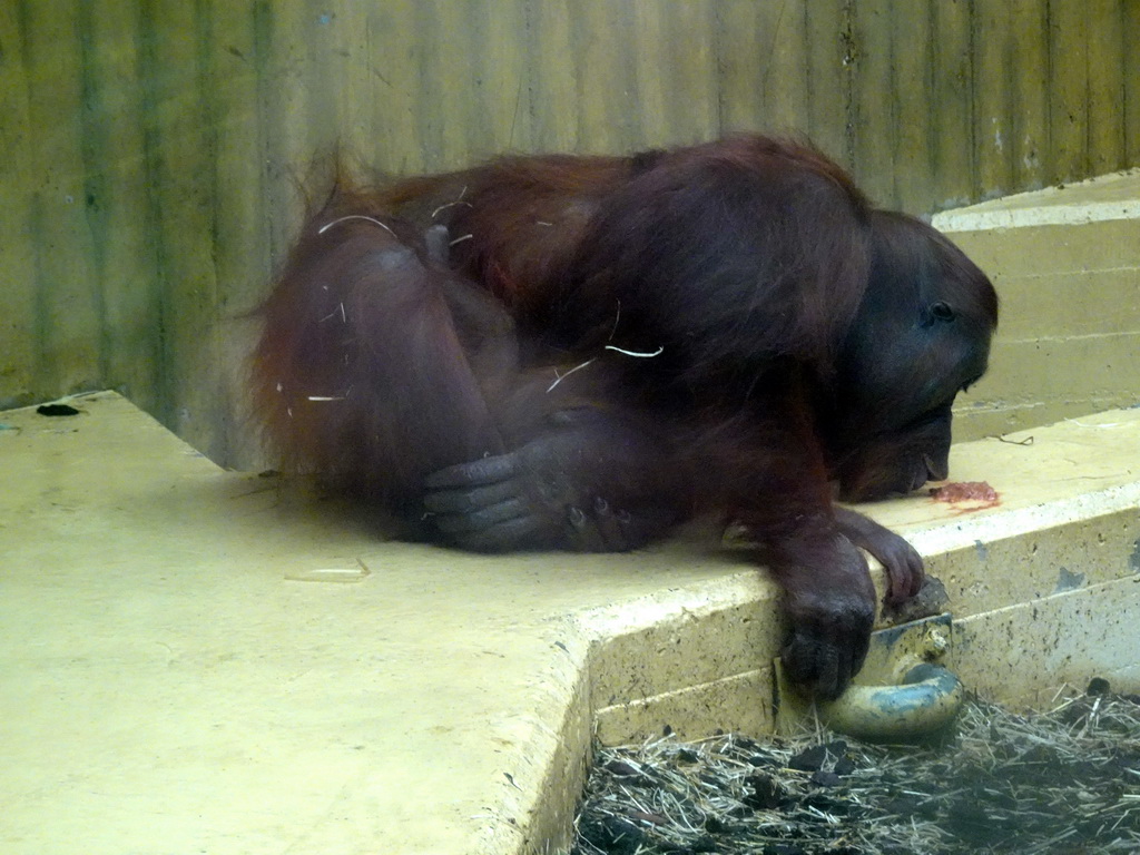 Mother and Young Orangutan at the Orihuis building at the Ouwehands Dierenpark zoo