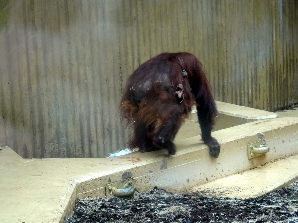 Mother and Young Orangutan at the Orihuis building at the Ouwehands Dierenpark zoo