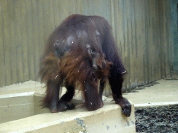 Mother and Young Orangutan at the Orihuis building at the Ouwehands Dierenpark zoo