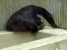 Mother and Young Orangutan at the Orihuis building at the Ouwehands Dierenpark zoo