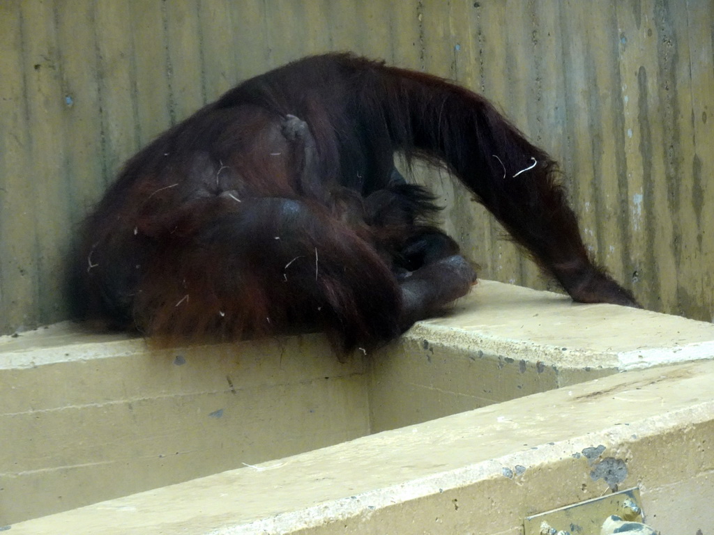 Mother and Young Orangutan at the Orihuis building at the Ouwehands Dierenpark zoo