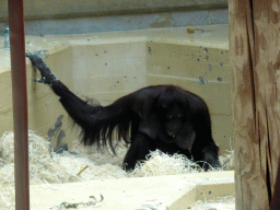 Orangutan at the Orihuis building at the Ouwehands Dierenpark zoo