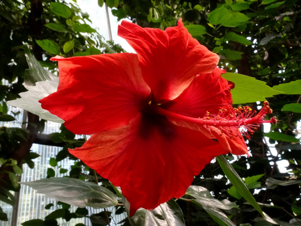 Flower at the Orihuis building at the Ouwehands Dierenpark zoo