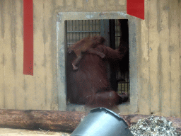 Mother and Young Orangutan at the Orihuis building at the Ouwehands Dierenpark zoo