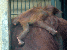Mother and Young Orangutan at the Orihuis building at the Ouwehands Dierenpark zoo