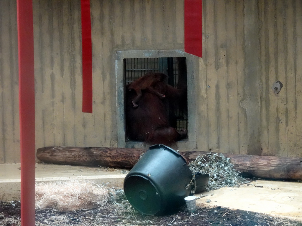 Mother and Young Orangutan at the Orihuis building at the Ouwehands Dierenpark zoo