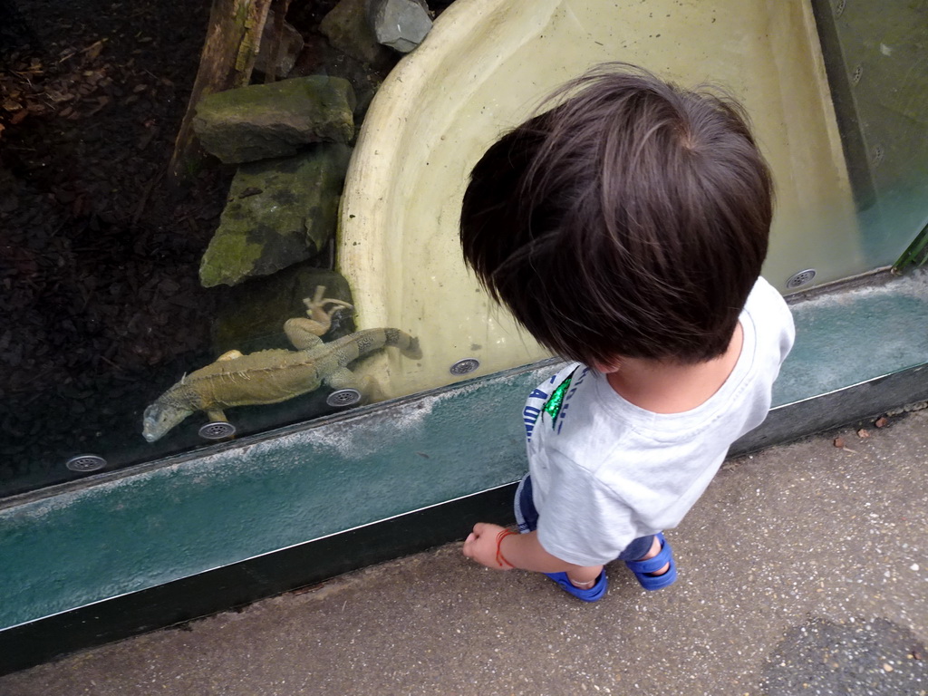 Max with a Green Iguana at the Urucu building at the Ouwehands Dierenpark zoo