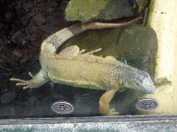 Green Iguana at the Urucu building at the Ouwehands Dierenpark zoo