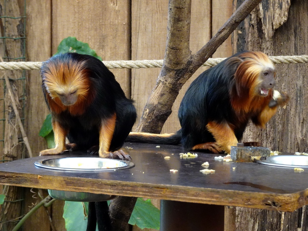 Golden Lion Tamarin at the Urucu building at the Ouwehands Dierenpark zoo