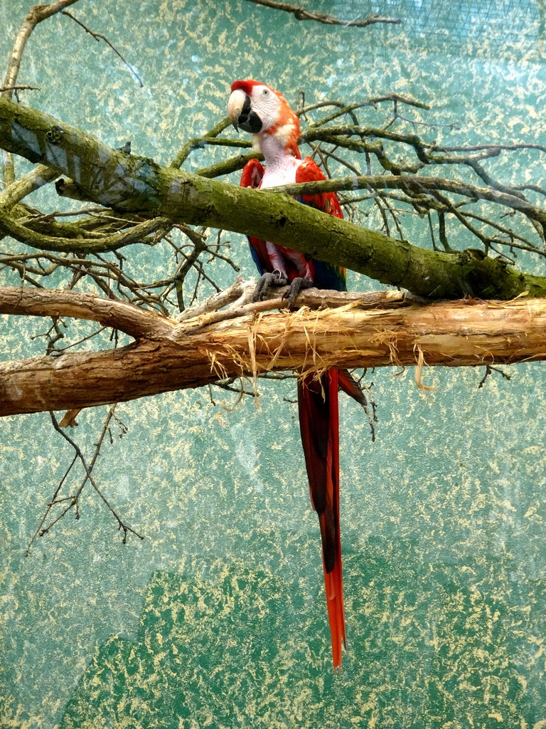 Scarlet Macaw at the Urucu building at the Ouwehands Dierenpark zoo