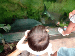 Max looking at fish at the Urucu building at the Ouwehands Dierenpark zoo