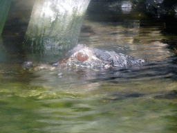 Cuvier`s Dwarf Caiman at the Urucu building at the Ouwehands Dierenpark zoo