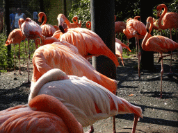American Flamingos at the Aviary of the Urucu building at the Ouwehands Dierenpark zoo