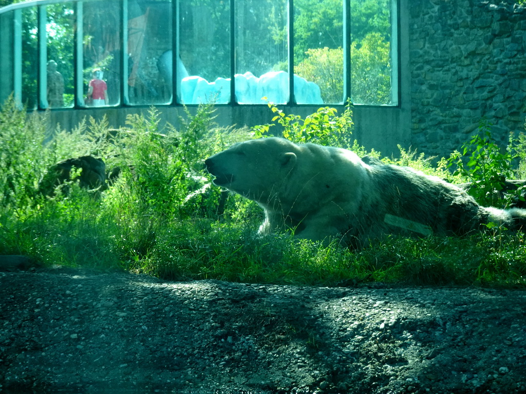 Polar Bear at the Ouwehands Dierenpark zoo