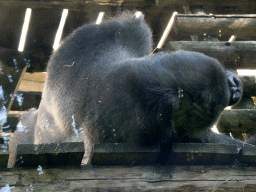 Western Lowland Gorilla at the Gorilla Adventure at the Ouwehands Dierenpark zoo