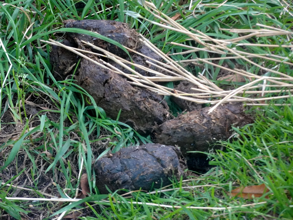 Poop of a Western Lowland Gorilla at the Gorilla Adventure at the Ouwehands Dierenpark zoo