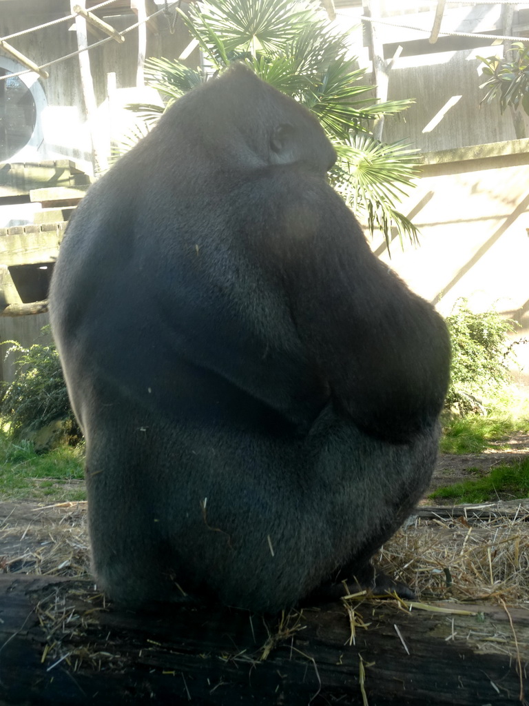 Western Lowland Gorilla at the Gorilla Adventure at the Ouwehands Dierenpark zoo