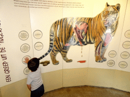 Max with information on the Siberian Tiger at the Ouwehands Dierenpark zoo