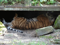 Siberian Tiger at the Ouwehands Dierenpark zoo