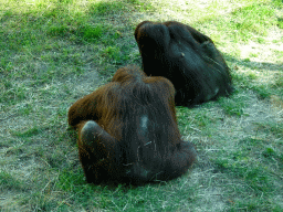 Orangutans at the Ouwehands Dierenpark zoo