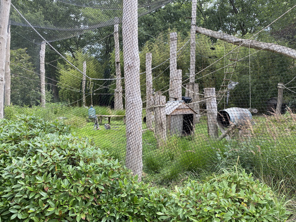 Ring-tailed Lemurs at the Ouwehands Dierenpark zoo