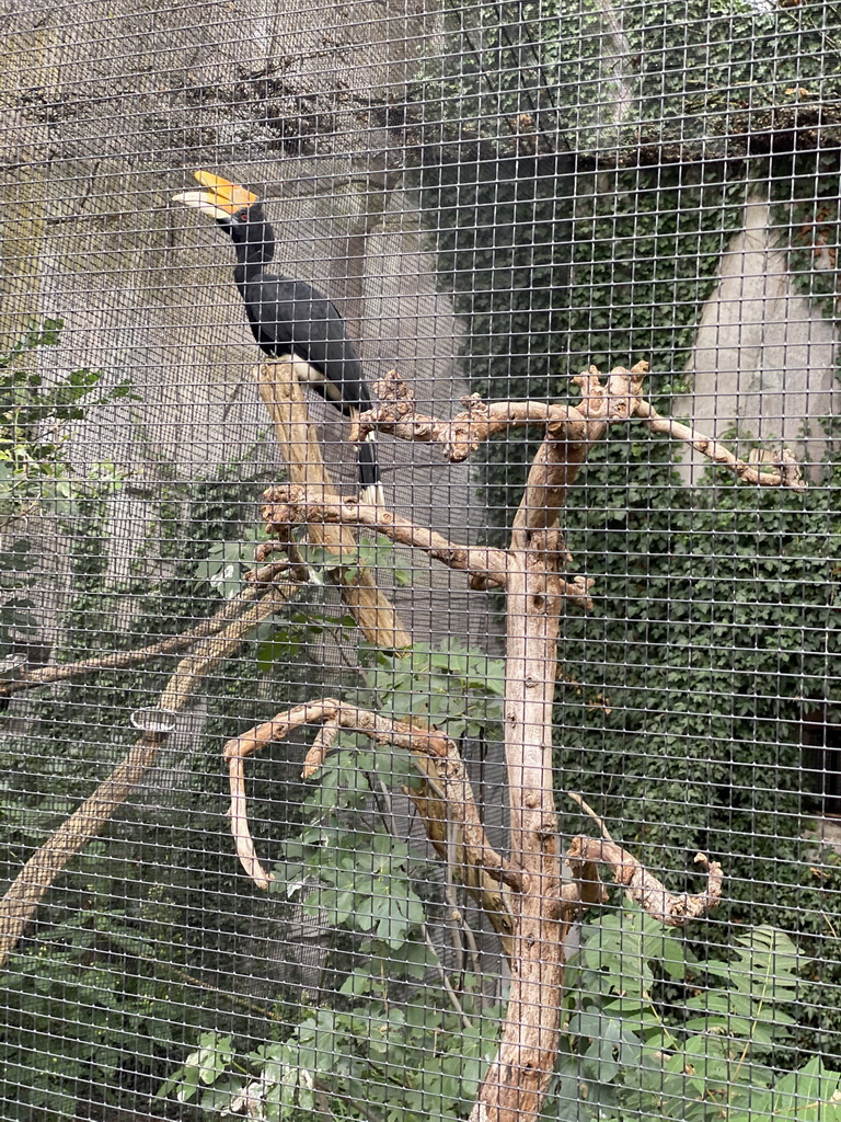 Hornbill at the Ouwehands Dierenpark zoo