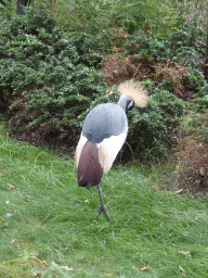 Black Crowned Crane at the Ouwehands Dierenpark zoo