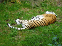 Siberian Tiger at the Ouwehands Dierenpark zoo