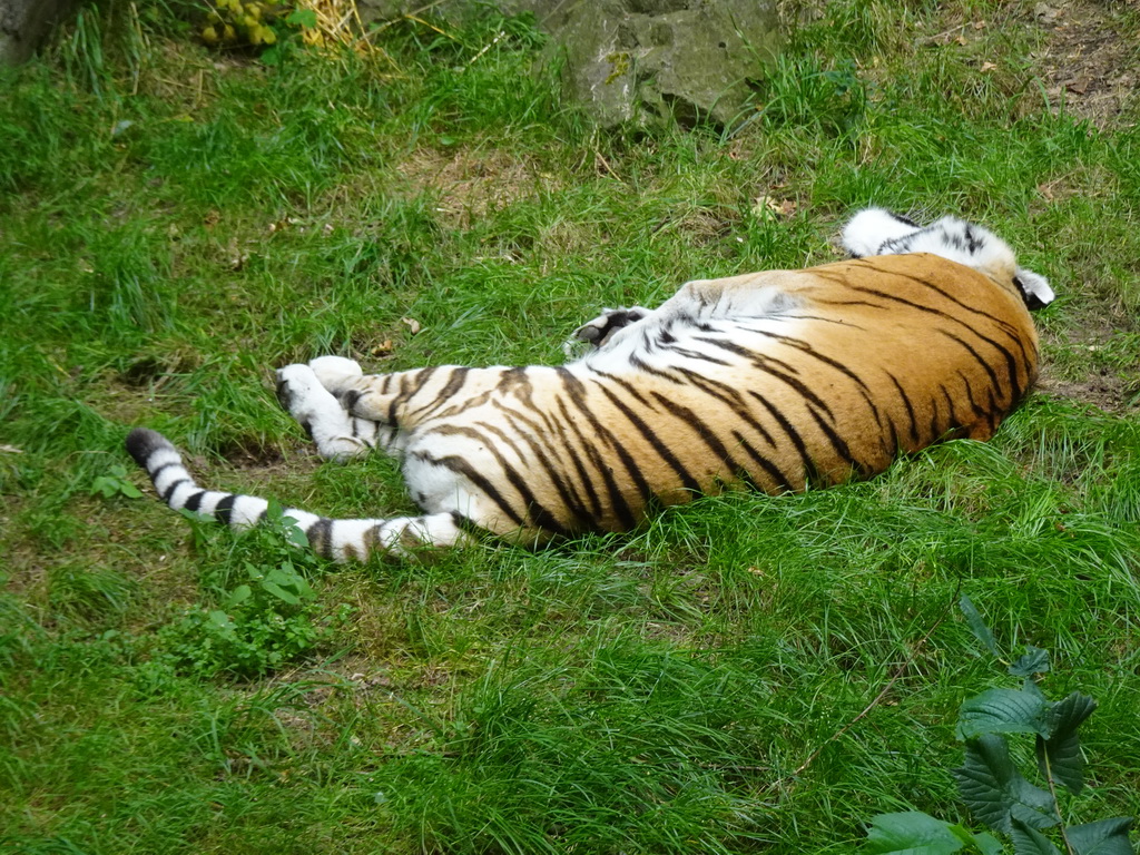 Siberian Tiger at the Ouwehands Dierenpark zoo