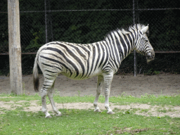Chapman`s Zebra at the Ouwehands Dierenpark zoo