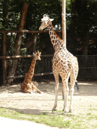 Rothschild`s Giraffes at the Ouwehands Dierenpark zoo