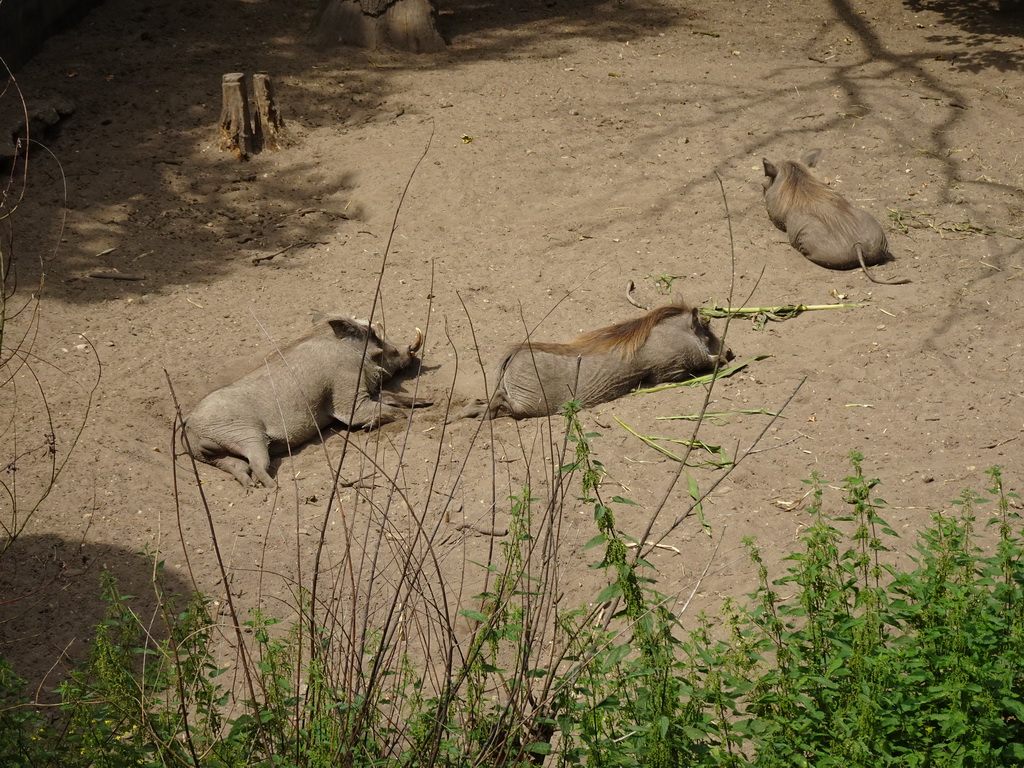 Common Warthogs at the Ouwehands Dierenpark zoo