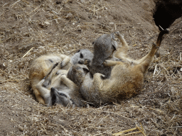 Meerkats at the Ouwehands Dierenpark zoo