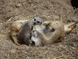 Meerkats at the Ouwehands Dierenpark zoo