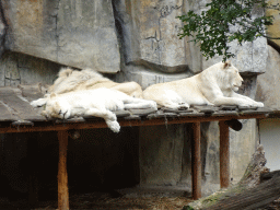 White Lions at the Ouwehands Dierenpark zoo