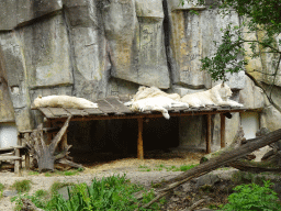 White Lions at the Ouwehands Dierenpark zoo