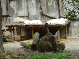 White Lions at the Ouwehands Dierenpark zoo