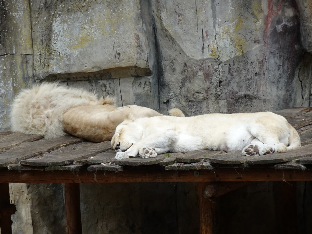 White Lions at the Ouwehands Dierenpark zoo