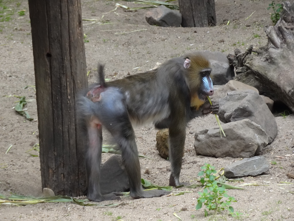 Mandrill at the Ouwehands Dierenpark zoo