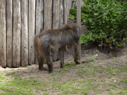 Mandrill at the Ouwehands Dierenpark zoo