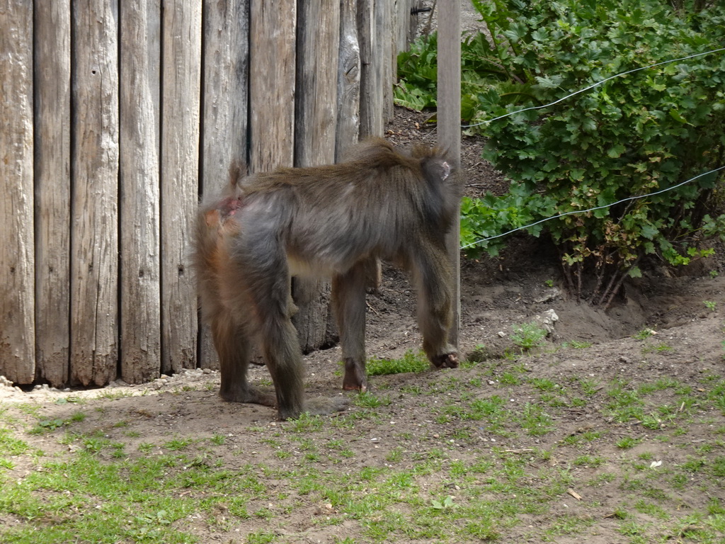Mandrill at the Ouwehands Dierenpark zoo