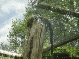 Clouded Leopard at the Ouwehands Dierenpark zoo