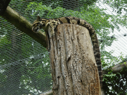 Clouded Leopard at the Ouwehands Dierenpark zoo