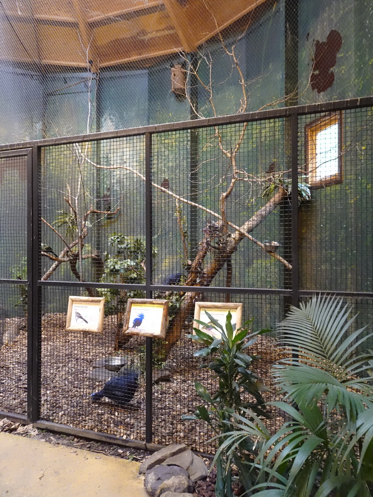Red-crested Turacos, Victoria Crowned Pigeons and Greater Blue-eared Starlings at the Ouwehands Dierenpark zoo, with explanation