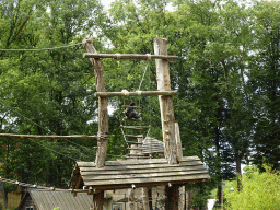 Lar Gibbon at the Ouwehands Dierenpark zoo