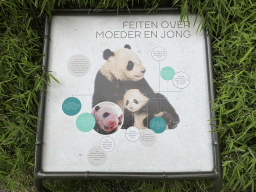 Information on the mother and baby Giant Panda at Pandasia at the Ouwehands Dierenpark zoo